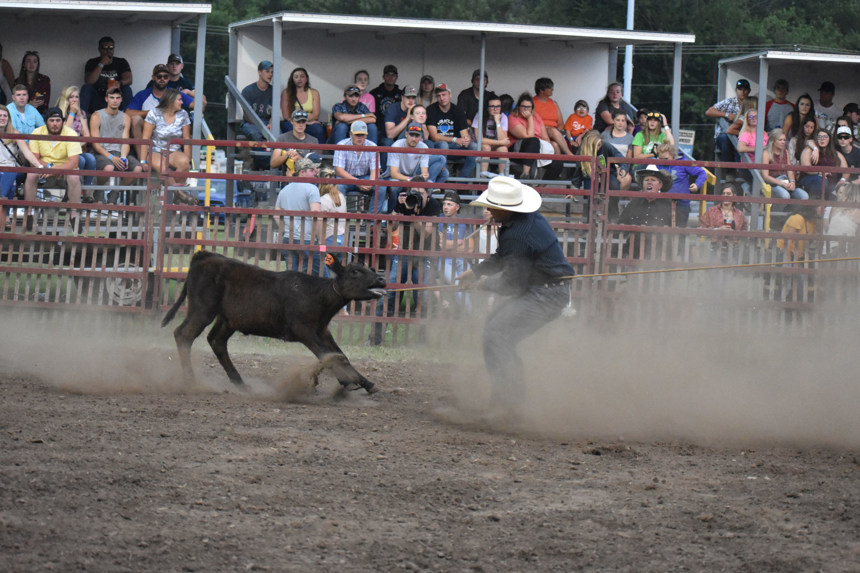 Ryan Holly wrangles that calf
